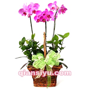 宁化鲜花店